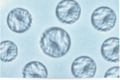 Blastocyst-Culture1.png