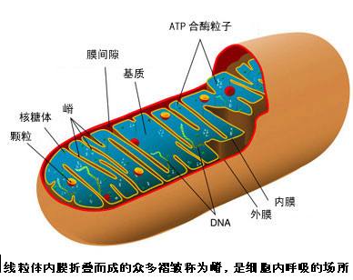 人体内线粒体能影响泰国试管婴儿成功率？