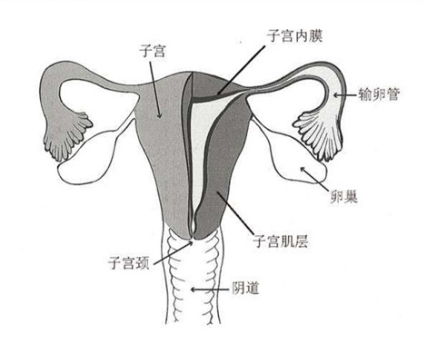 子宫内膜环境还会影响泰国试管婴儿移植成功率？！
