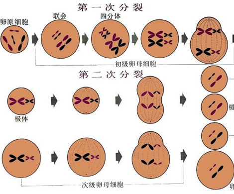泰国试管婴儿取出的卵母细胞未成熟怎么办？