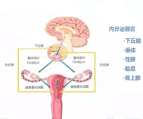 试管婴儿关键阶段内分泌絮乱怎么办？