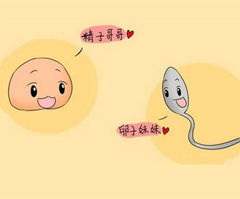 泰国试管婴儿怎么保护卵子质量不下降？