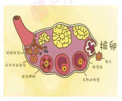 女性不排卵就意味着不能怀孕，什么原因造成排卵功能异常呢?