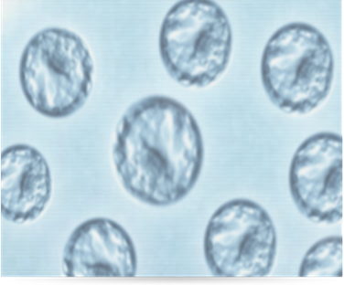 囊胚培养Blastocyst Culture是如何进行的?