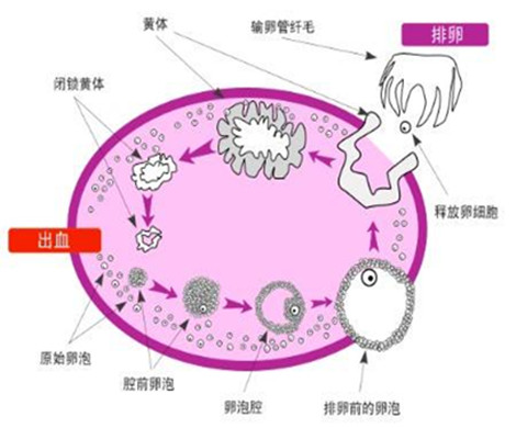 卵泡监测是什么作用？为什么要做卵泡监测