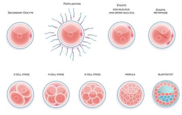 泰国试管婴儿:精子活力低该怎么办